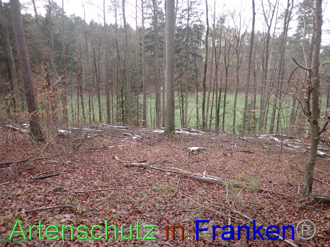 © Artenschutz in Franken® Bild zum Eintrag (1041490-160)