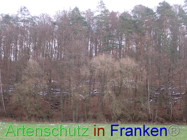 © Artenschutz in Franken® Bild zum Eintrag (1041492-160)