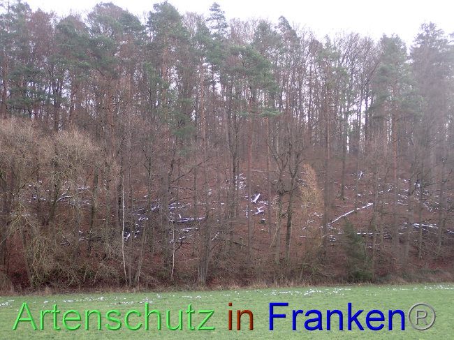 © Artenschutz in Franken® Bild zum Eintrag (1041493-160)