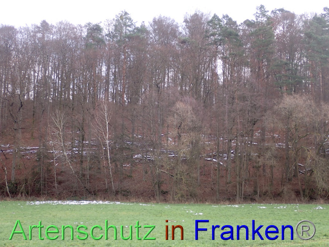 © Artenschutz in Franken® Bild zum Eintrag (1041494-160)