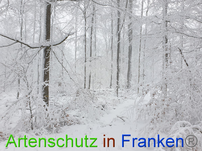 © Artenschutz in Franken® Bild zum Eintrag (1042214-160)