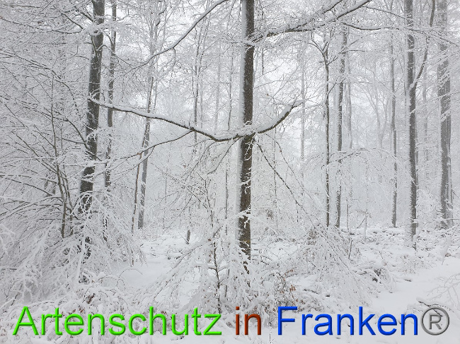 © Artenschutz in Franken® Bild zum Eintrag (1042215-160)