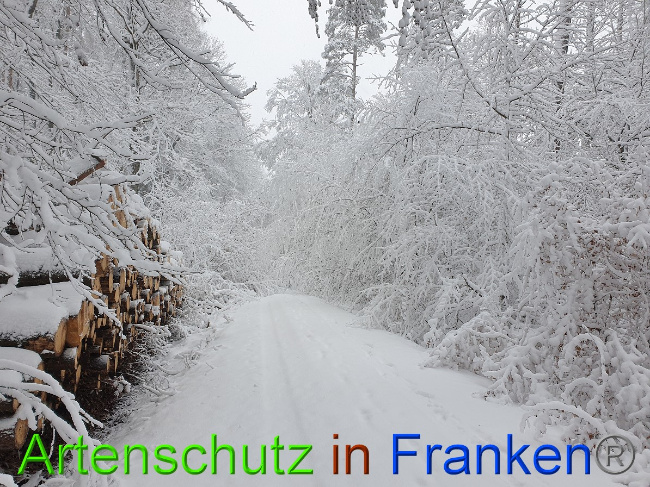 © Artenschutz in Franken® Bild zum Eintrag (1042216-160)