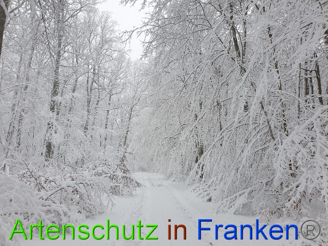 © Artenschutz in Franken® Bild zum Eintrag (1042218-160)