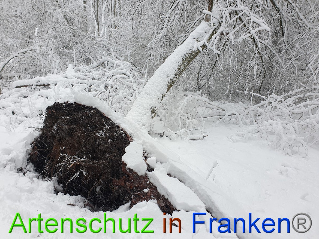 © Artenschutz in Franken® Bild zum Eintrag (1042219-160)