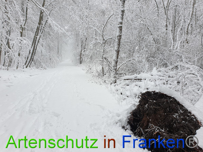 © Artenschutz in Franken® Bild zum Eintrag (1042220-160)