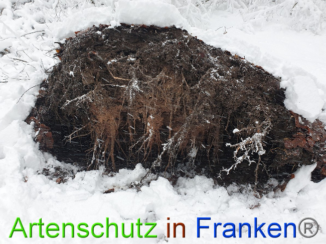 © Artenschutz in Franken® Bild zum Eintrag (1042221-160)