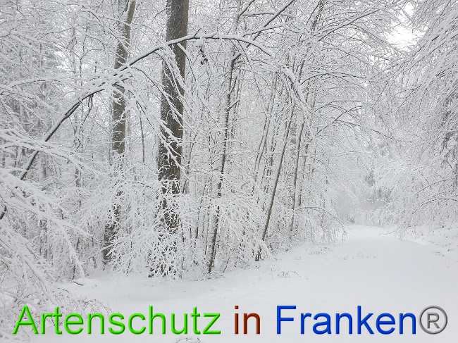 © Artenschutz in Franken® Bild zum Eintrag (1042223-160)