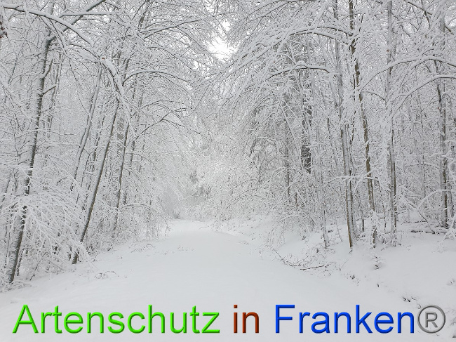 © Artenschutz in Franken® Bild zum Eintrag (1042224-160)