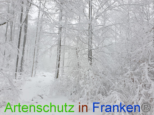 © Artenschutz in Franken® Bild zum Eintrag (1042226-160)