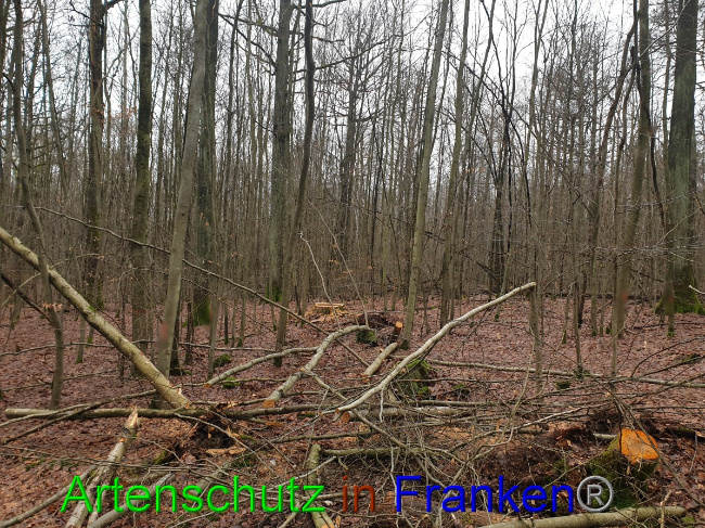 © Artenschutz in Franken® Bild zum Eintrag (1042929-160)