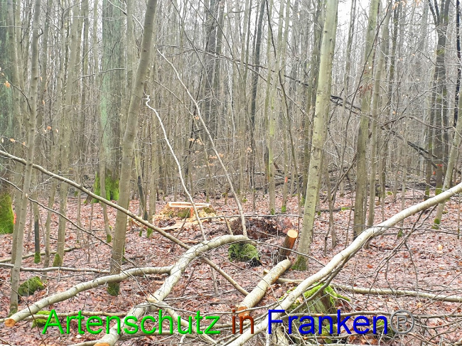 © Artenschutz in Franken® Bild zum Eintrag (1042930-160)