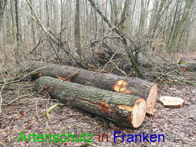 © Artenschutz in Franken® Bild zum Eintrag (1042931-160)