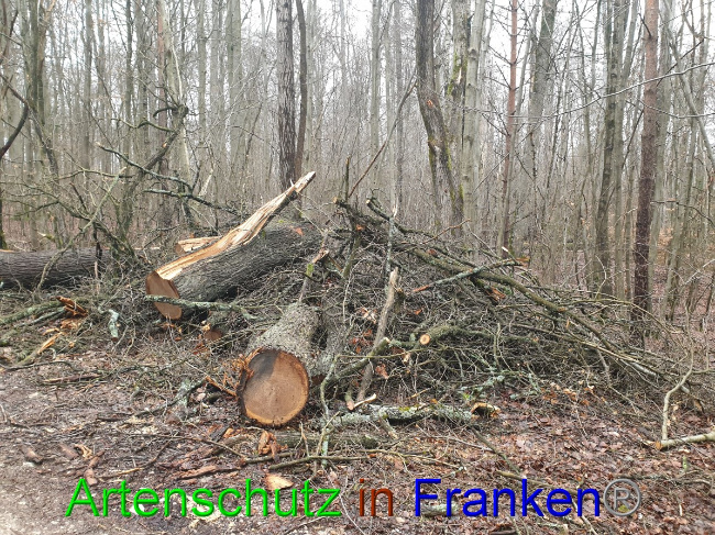 © Artenschutz in Franken® Bild zum Eintrag (1042937-160)