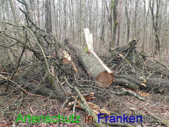 © Artenschutz in Franken® Bild zum Eintrag (1042938-160)