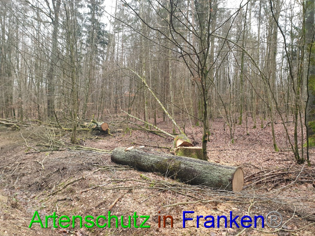 © Artenschutz in Franken® Bild zum Eintrag (1042942-160)