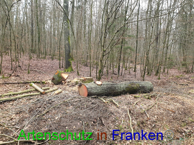 © Artenschutz in Franken® Bild zum Eintrag (1042943-160)