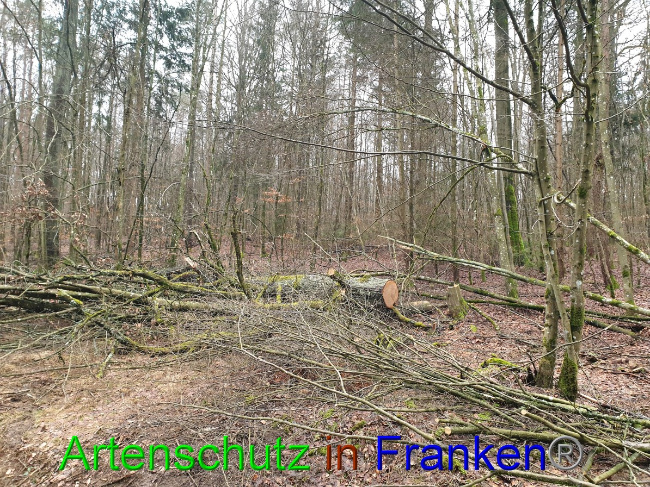 © Artenschutz in Franken® Bild zum Eintrag (1042949-160)