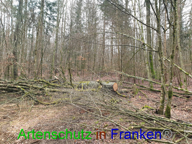 Bild zum Eintrag (1042949-160)