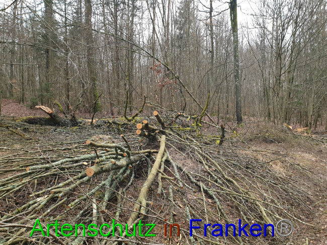 © Artenschutz in Franken® Bild zum Eintrag (1042950-160)