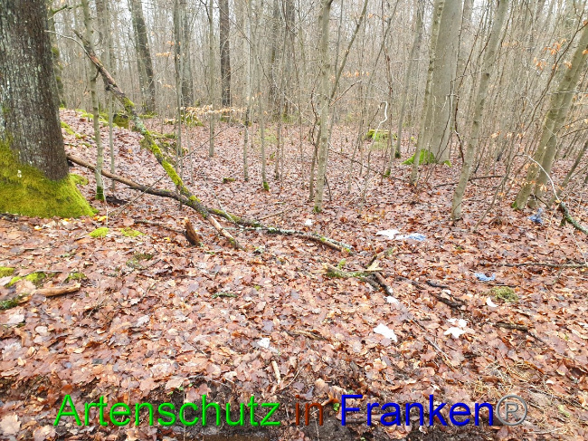 © Artenschutz in Franken® Bild zum Eintrag (1042960-160)