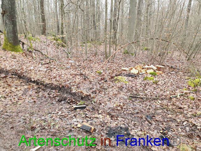 © Artenschutz in Franken® Bild zum Eintrag (1042961-160)