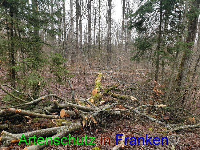 © Artenschutz in Franken® Bild zum Eintrag (1042972-160)