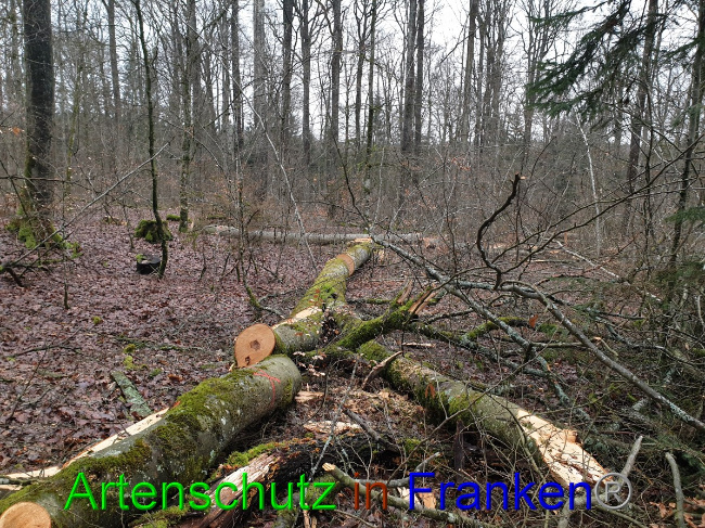 © Artenschutz in Franken® Bild zum Eintrag (1042973-160)