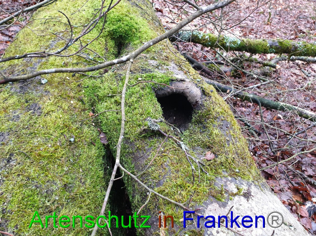 © Artenschutz in Franken® Bild zum Eintrag (1042975-160)