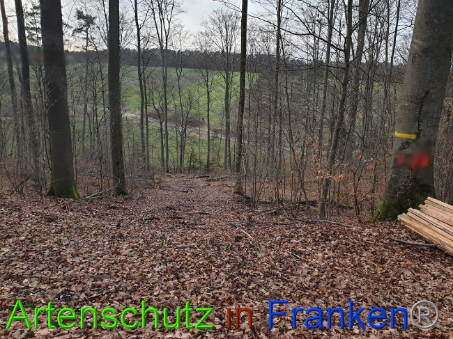 © Artenschutz in Franken® Bild zum Eintrag (1043623-160)