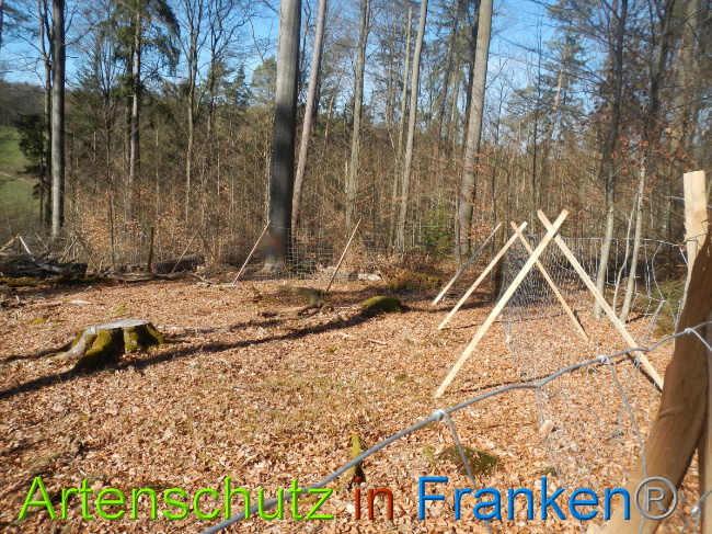 © Artenschutz in Franken® Bild zum Eintrag (1044302-160)