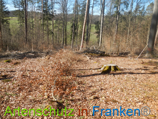 © Artenschutz in Franken® Bild zum Eintrag (1044305-160)