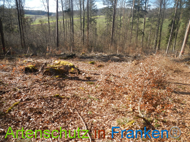 © Artenschutz in Franken® Bild zum Eintrag (1044306-160)