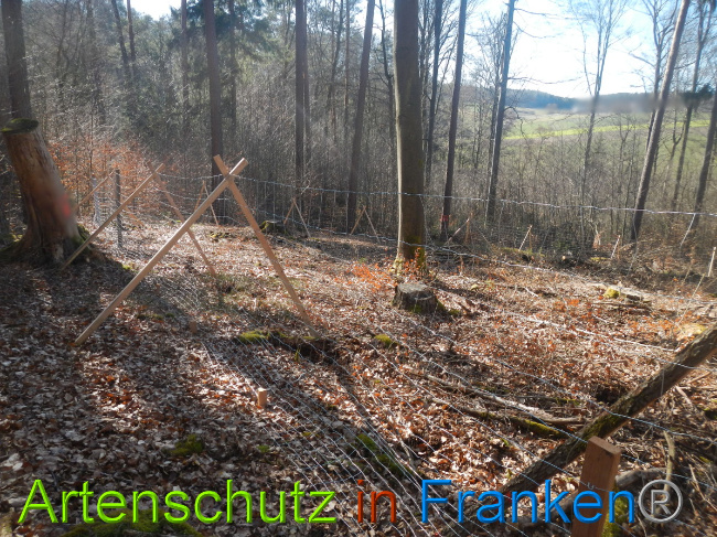 © Artenschutz in Franken® Bild zum Eintrag (1044307-160)