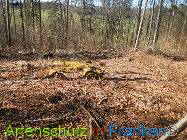 © Artenschutz in Franken® Bild zum Eintrag (1044309-160)
