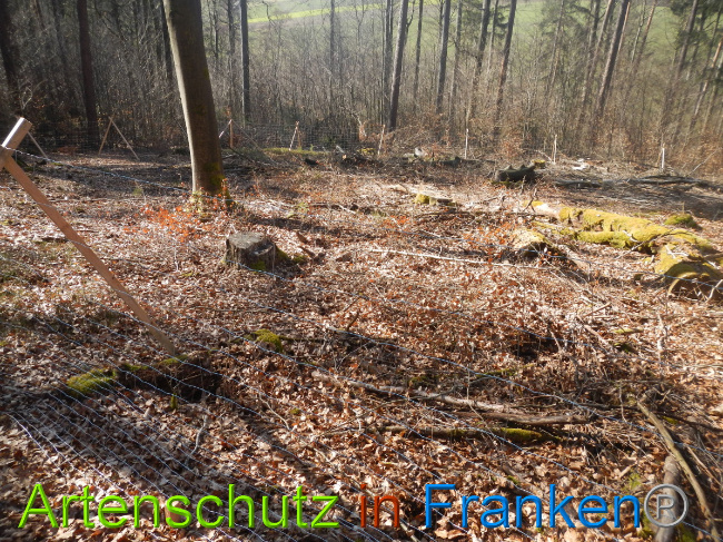 © Artenschutz in Franken® Bild zum Eintrag (1044310-160)