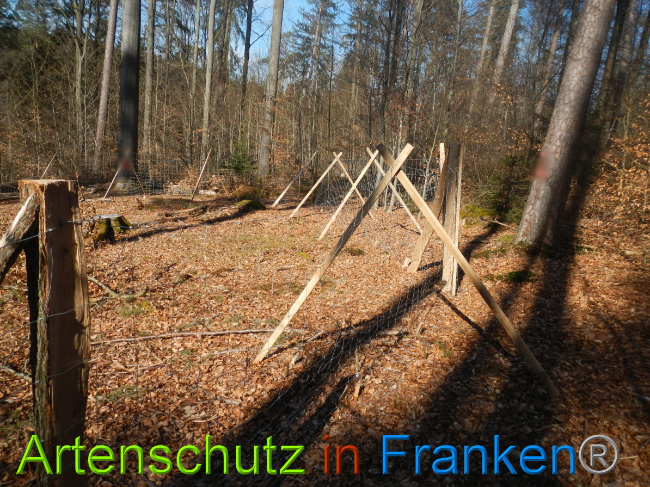 © Artenschutz in Franken® Bild zum Eintrag (1044311-160)