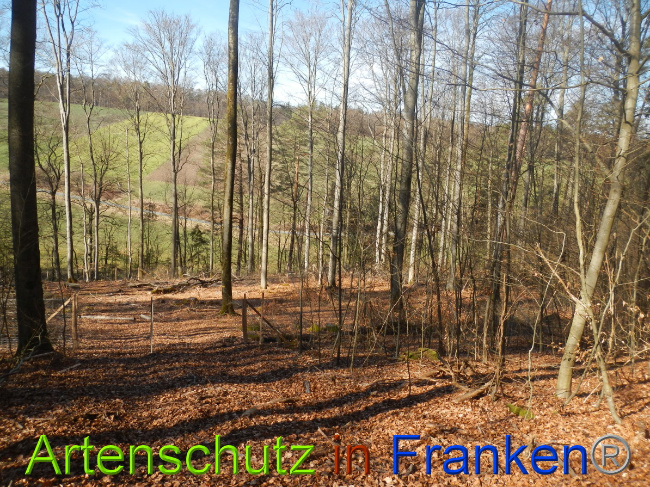 © Artenschutz in Franken® Bild zum Eintrag (1044314-160)