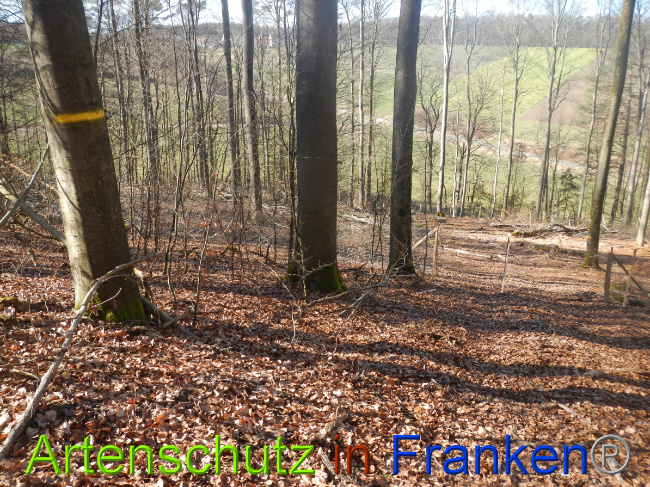 © Artenschutz in Franken® Bild zum Eintrag (1044315-160)