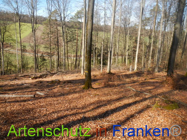 © Artenschutz in Franken® Bild zum Eintrag (1044318-160)