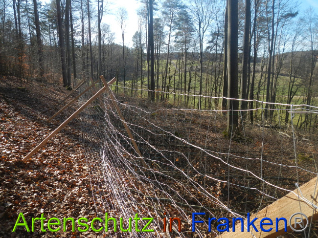 © Artenschutz in Franken® Bild zum Eintrag (1044319-160)