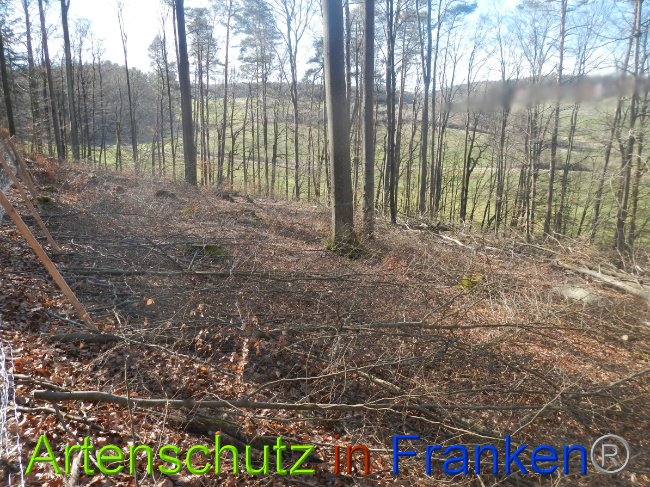 © Artenschutz in Franken® Bild zum Eintrag (1044322-160)
