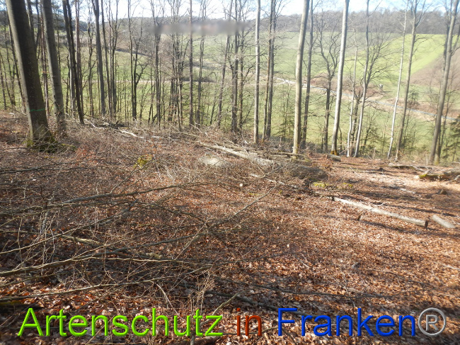 © Artenschutz in Franken® Bild zum Eintrag (1044323-160)