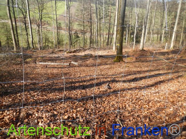 © Artenschutz in Franken® Bild zum Eintrag (1044324-160)