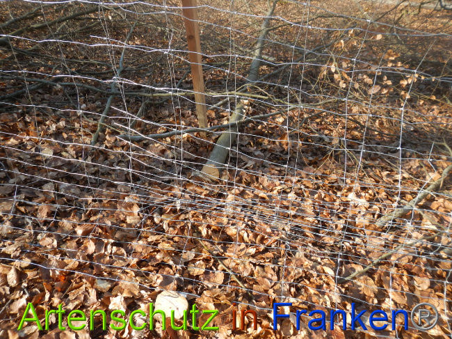 © Artenschutz in Franken® Bild zum Eintrag (1044327-160)