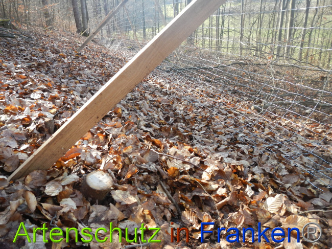© Artenschutz in Franken® Bild zum Eintrag (1044328-160)