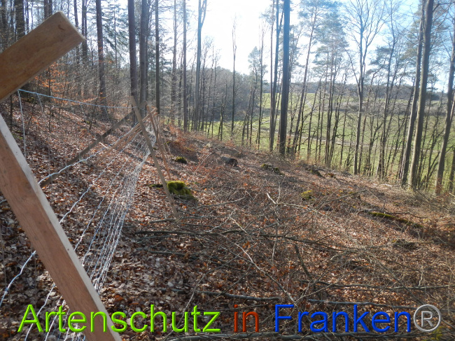 © Artenschutz in Franken® Bild zum Eintrag (1044330-160)