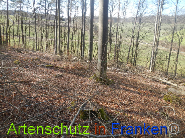 © Artenschutz in Franken® Bild zum Eintrag (1044332-160)