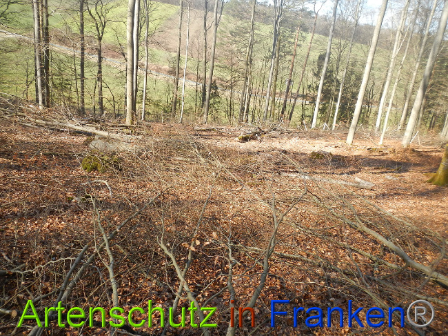 © Artenschutz in Franken® Bild zum Eintrag (1044334-160)