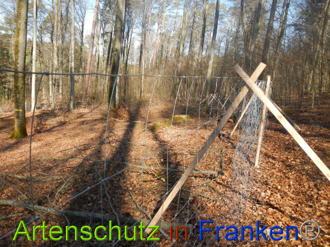 © Artenschutz in Franken® Bild zum Eintrag (1044335-160)